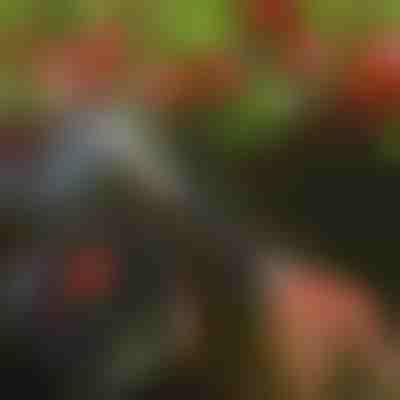 Škarje za obrezovanje dreves | TREESNIP